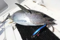 2021 Hibiki X Livre Lapis 210 -Hot Sale Fishing Rods Shop 198022791 2985009995077016 6067940819226264316 n