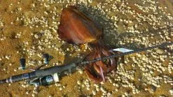 Delux Amigo Super PE Braid 150m Spool -Hot Sale Fishing Rods Shop 858e003e8f4b0e1bb585e38a1bc51293