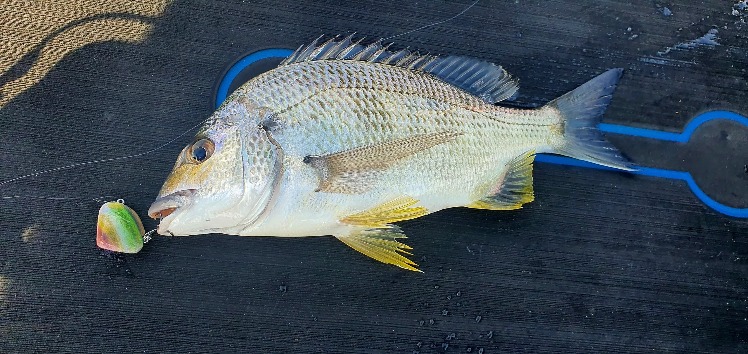 Asakura Clamer 7 Asakura Clamer - Image 5