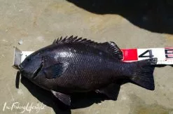 Daiwa Tape Measure III -Hot Sale Fishing Rods Shop DSC0096 3 7f1a1179 7ed9 41d1 8943 bd017d9c494e