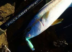 FCL LABO UC11.5ft 2S (Double S) (Spinning) 16 FCL LABO UC11.5ft 2S (Double S) (Spinning) -Hot Sale Fishing Rods Shop FCLLaboUC11.5ft2S4