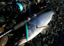 FCL LABO UC11.5ft 2S (Double S) (Spinning) 17 FCL LABO UC11.5ft 2S (Double S) (Spinning) -Hot Sale Fishing Rods Shop FCLLaboUC11.5ft2S5