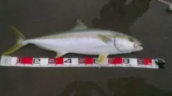 Daiwa Tape Measure III -Hot Sale Fishing Rods Shop IMG 0251