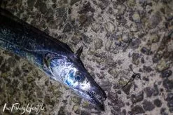 Isofishinglifestyle Complete Hairtail Pack (2 Sets)