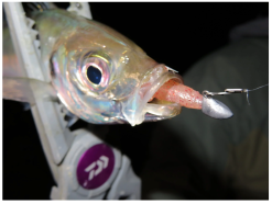 Magbite Hang Light Game Snap MBA-02 15 Magbite Hang Light Game Snap MBA-02 -Hot Sale Fishing Rods Shop MagbiteHanglightgamesnapMBA 025