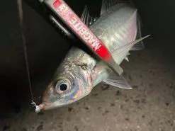 Magbite Aji Killer Feel Jighead - MB09 -Hot Sale Fishing Rods Shop MagbiteMB095