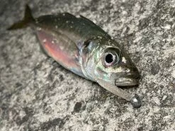 Magbite Aji Killer Feel Jighead - MB09 -Hot Sale Fishing Rods Shop MagbiteMB096