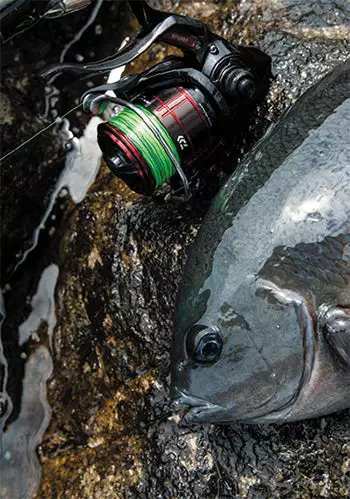 2019 Daiwa Cygnus LBD 10 2019 Daiwa Cygnus LBD - Image 8