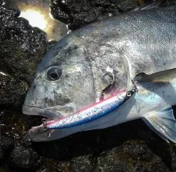 2019 Maria Boar SS195 85g -Hot Sale Fishing Rods Shop image f491c7d0 11cd 4e29 b89a 7f8b45dfbbb6