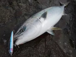 2019 Maria Rerise Slow Sink 130mm 55g 22 2019 Maria Rerise Slow Sink 130mm 55g -Hot Sale Fishing Rods Shop img rerisess01 bcc72b7c 1105 4bad b46a df6e969be893