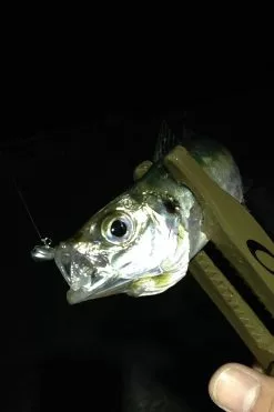 Decoy Aji Drive Jighead SV-55 13 Decoy Aji Drive Jighead SV-55 -Hot Sale Fishing Rods Shop sv 55 06fish